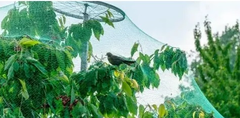  Schutznetze im Garten richtig verwenden