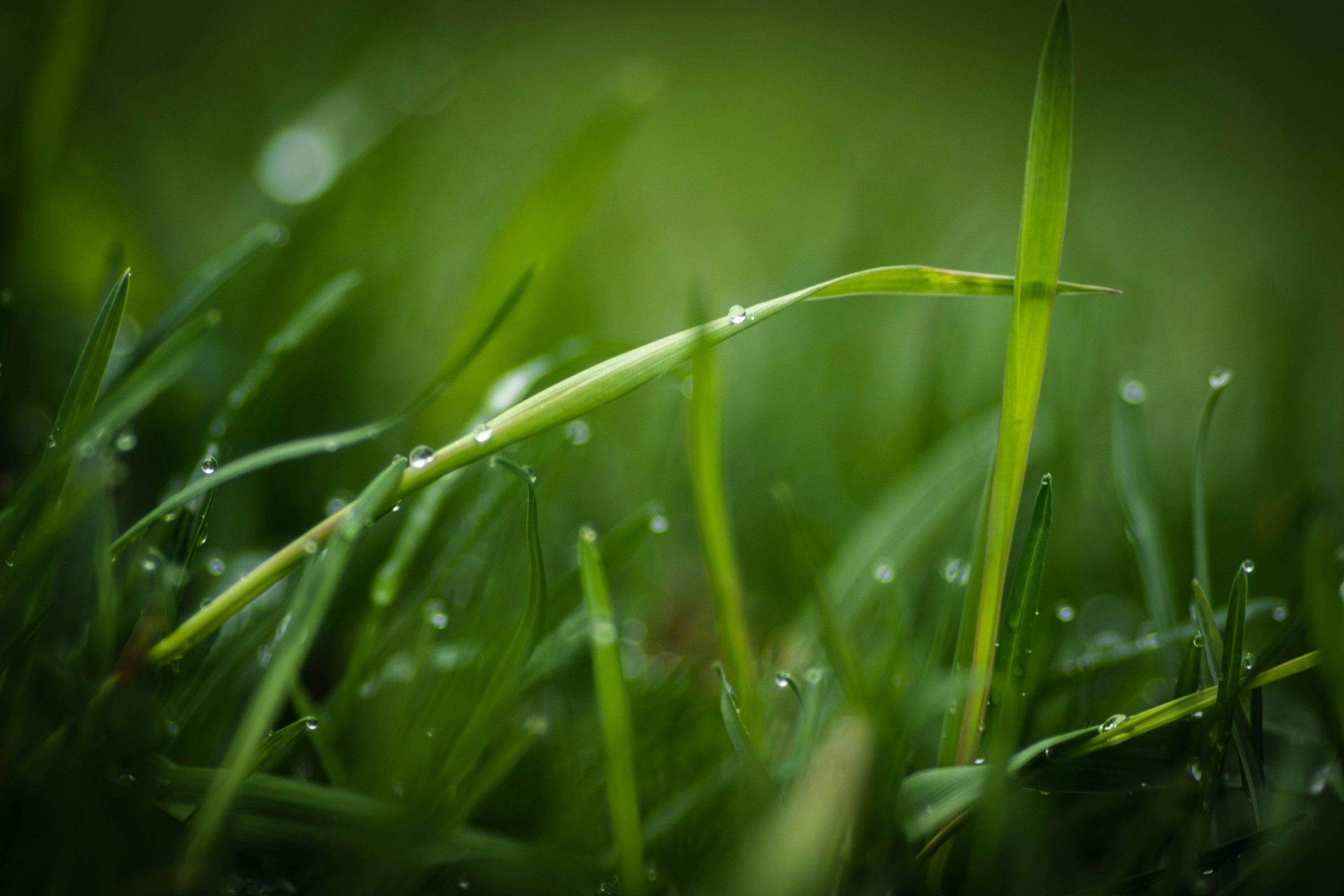 automatische-gartenbewässerung