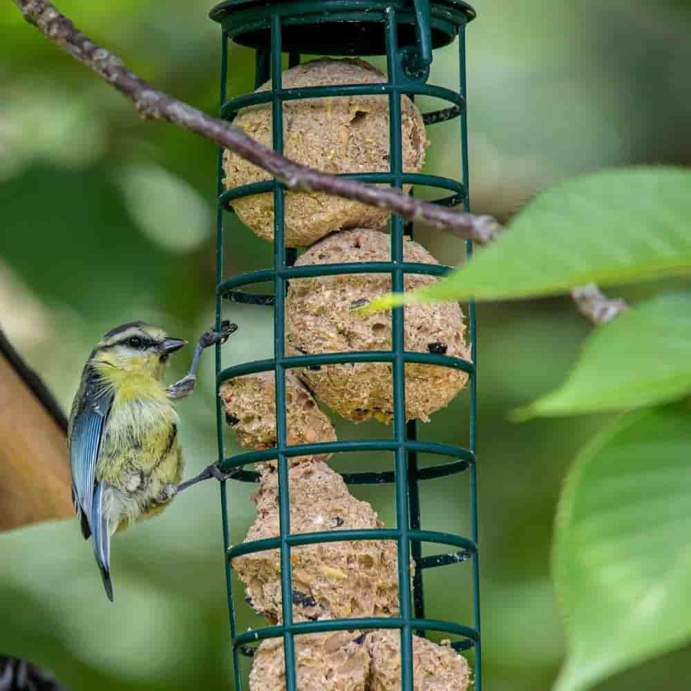 Meisenknödel Premium mit Insekten 200 x ca.90 Gramm ohne Netz