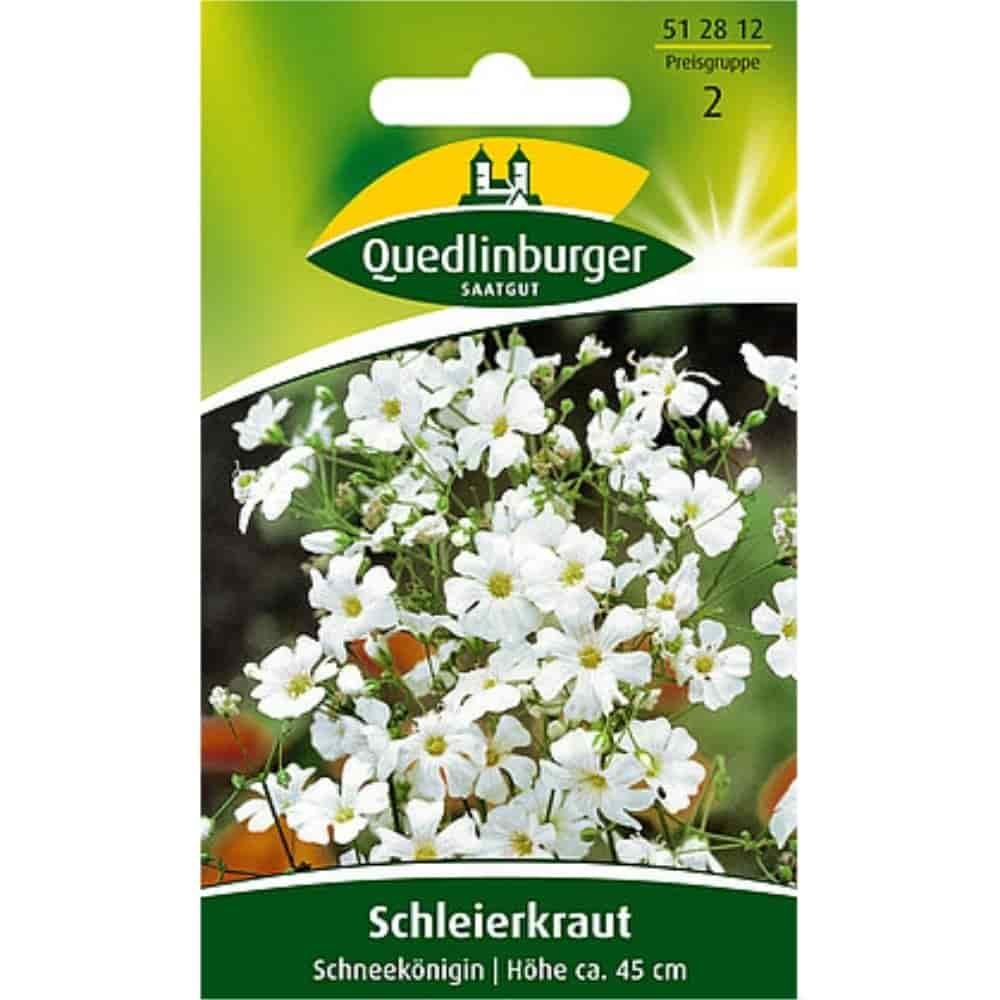 Schleierkraut, Schneekönigin