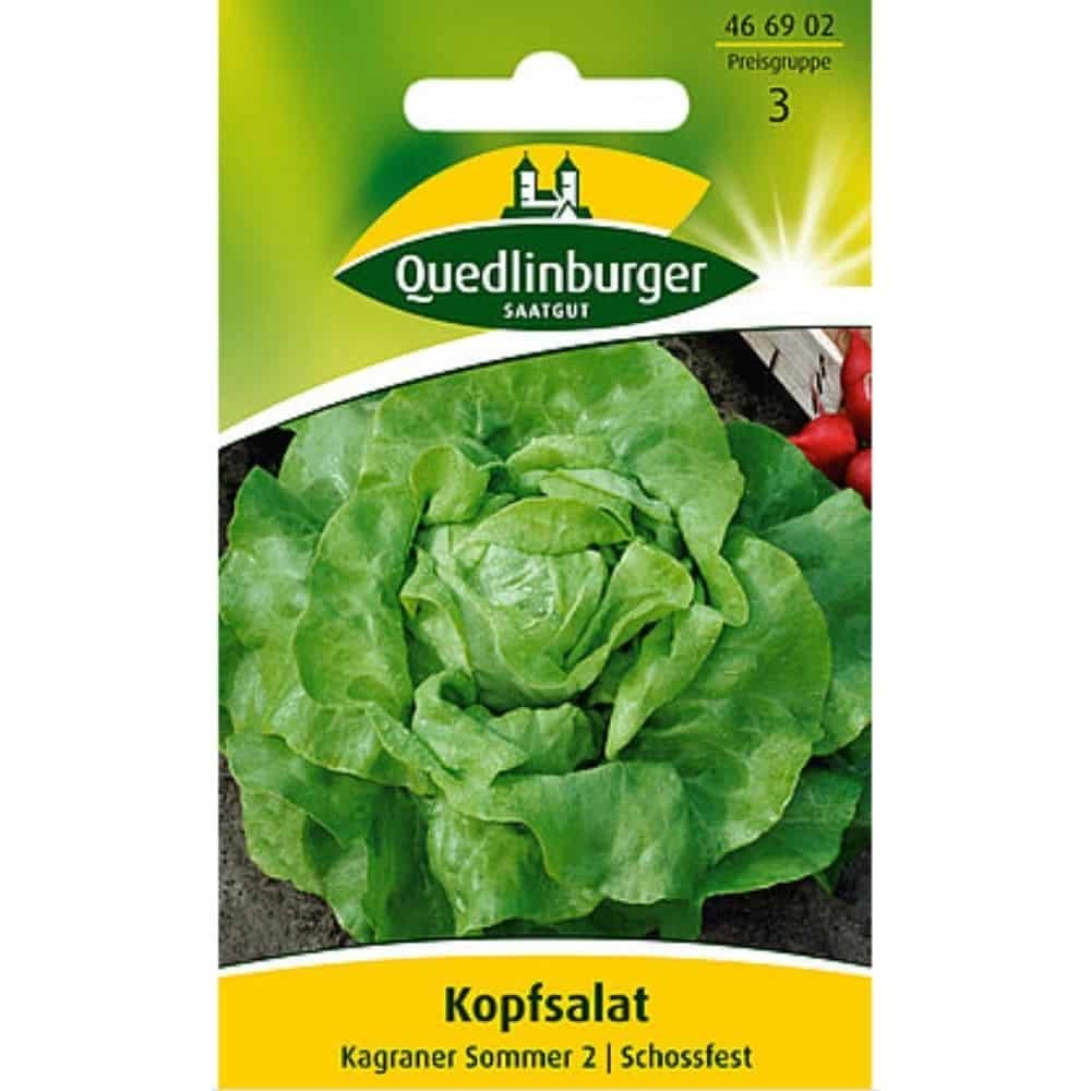 Kopfsalat, Kagraner Sommer 2