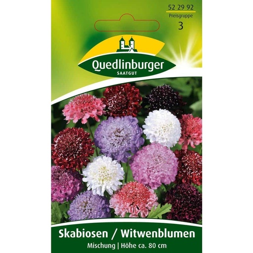 [BONI-522992] Skabiose, Witwenblume